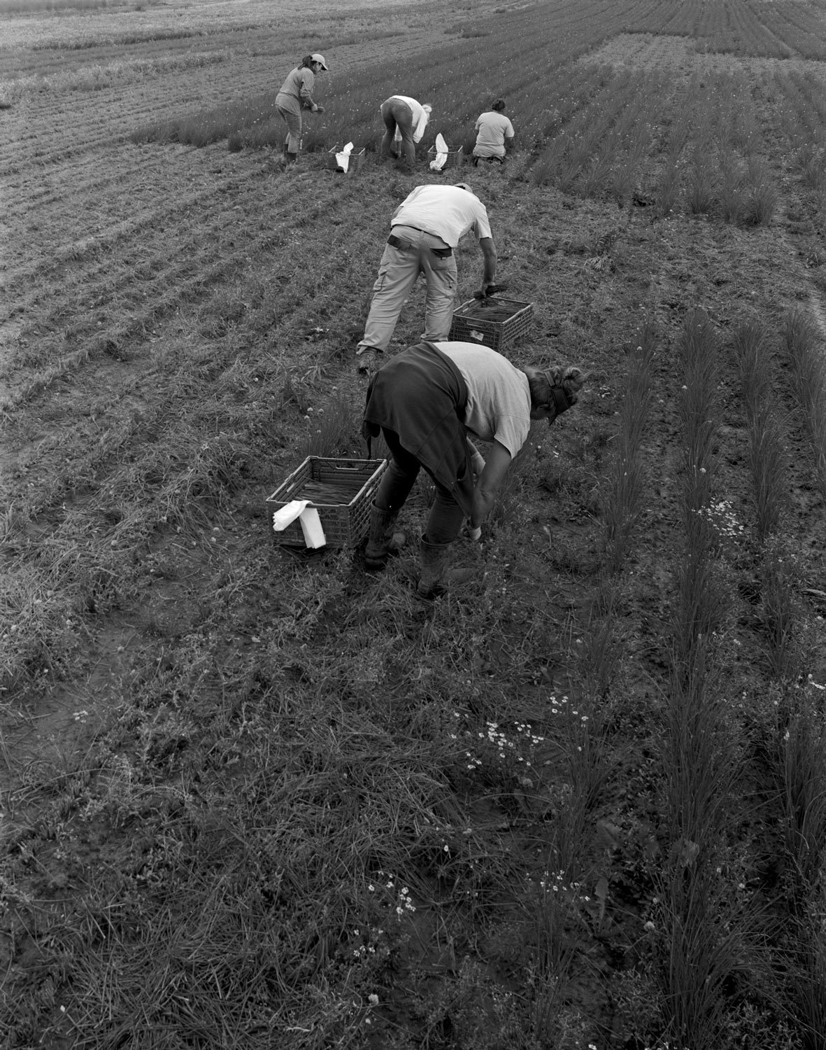 Schnittlauchpflückerinnen ernten auf einem Feld vor dem ehemaligen Spargelhof Ritter  Fotografie von Heiko Schäfer