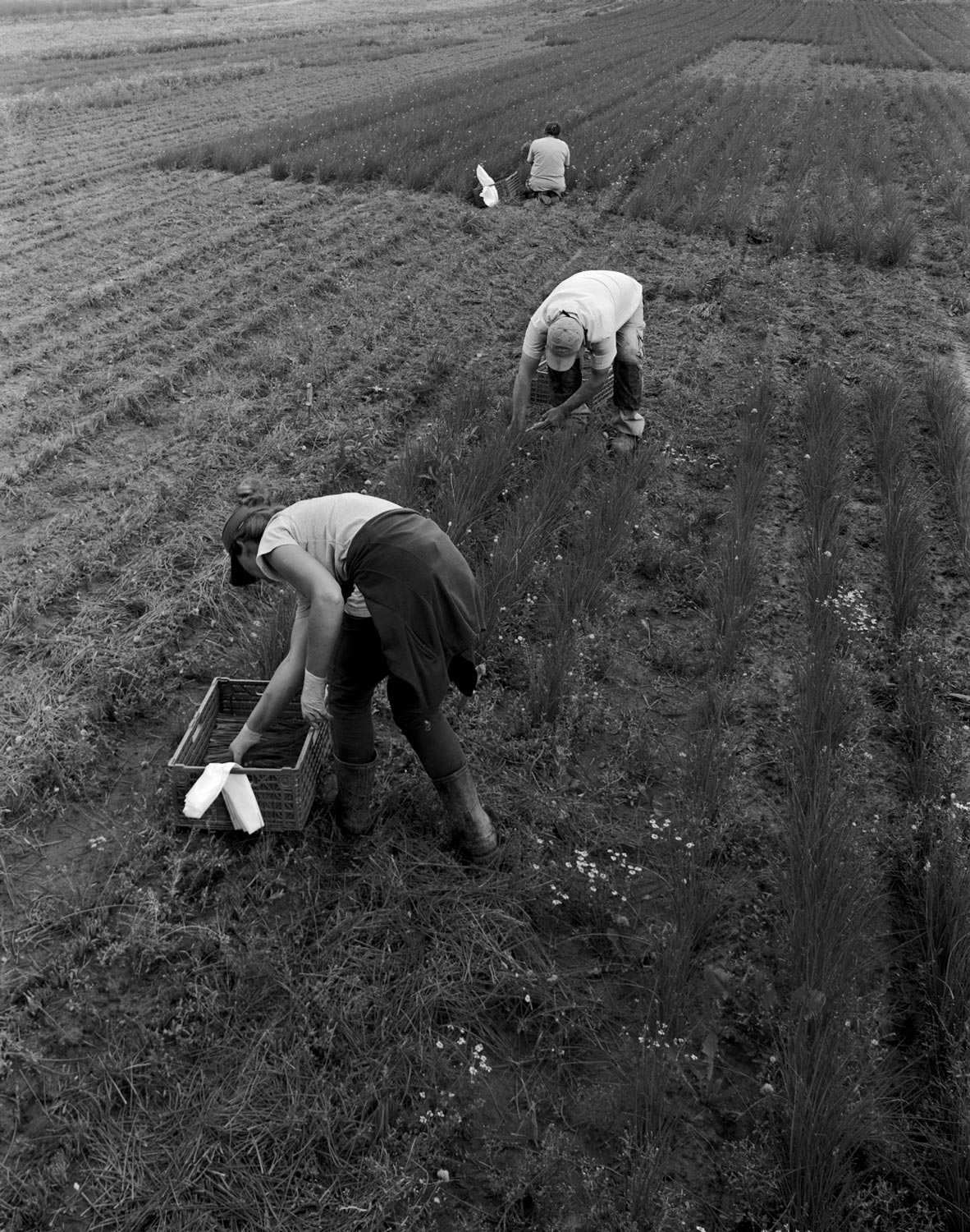 Schnittlauchpflückerinnen ernten auf einem Feld vor dem ehemaligen Spargelhof Ritter  Fotografie von Heiko Schäfer