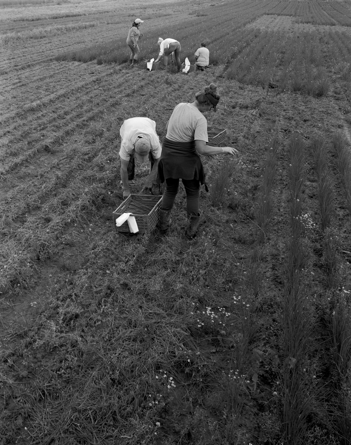 Schnittlauchpflückerinnen ernten auf einem Feld vor dem ehemaligen Spargelhof Ritter  Fotografie von Heiko Schäfer
