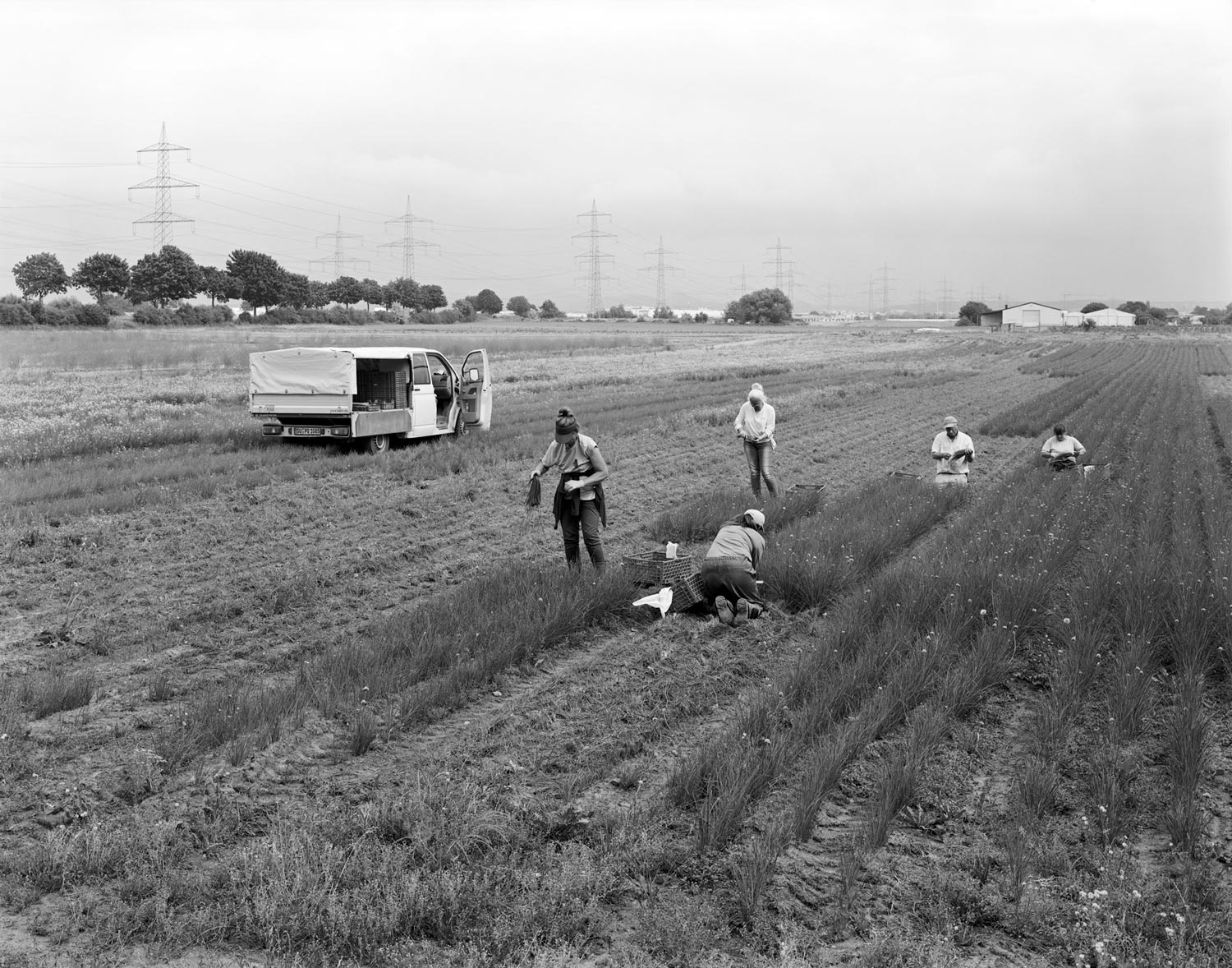 Schnittlauchpflückerinnen ernten auf einem Feld vor dem ehemaligen Spargelhof Ritter  Fotografie von Heiko Schäfer